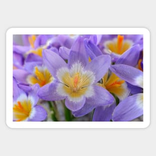 Crocus sieberi subsp. sublimis  Three-coloured Sieber's crocus Photo with artistic filter applied Sticker